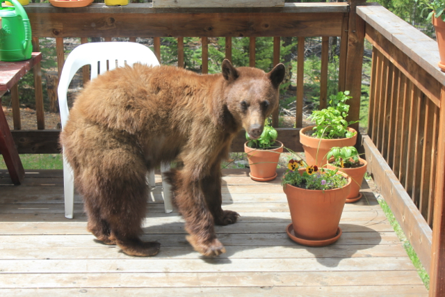 Colorado Bear on Deck