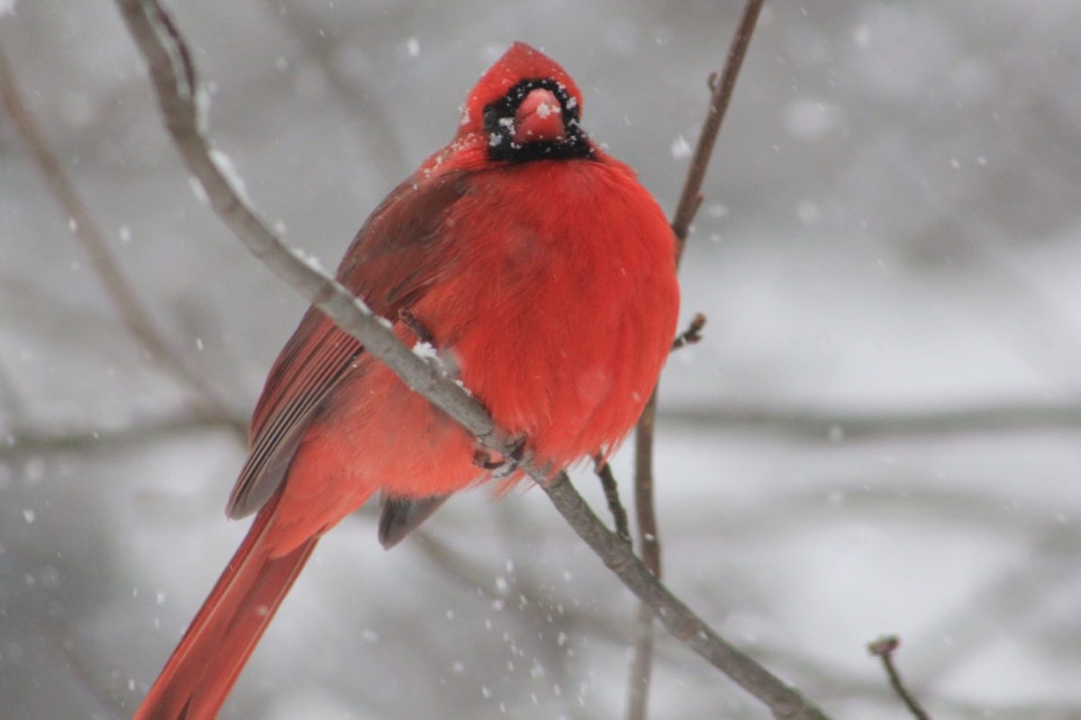 Cardinal on Tree Branch